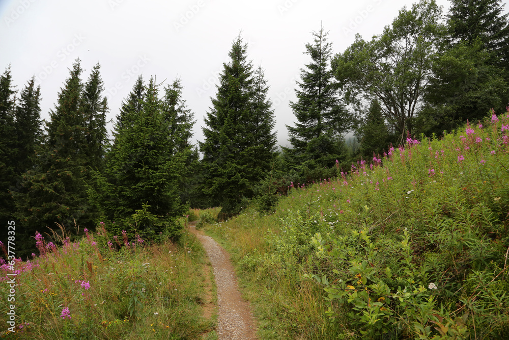 Fototapeta premium Mountain trail in the Carpathians, Ukraine