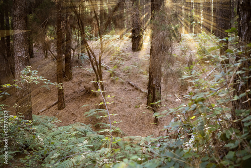 Canarian Forest. Magical forest. Canarian pines, ferns and typical flora of the Canarian forests illuminated by the golden rays of the sun at sunset. Las Lagunetas Forest Tenerife, Canary Islands photo