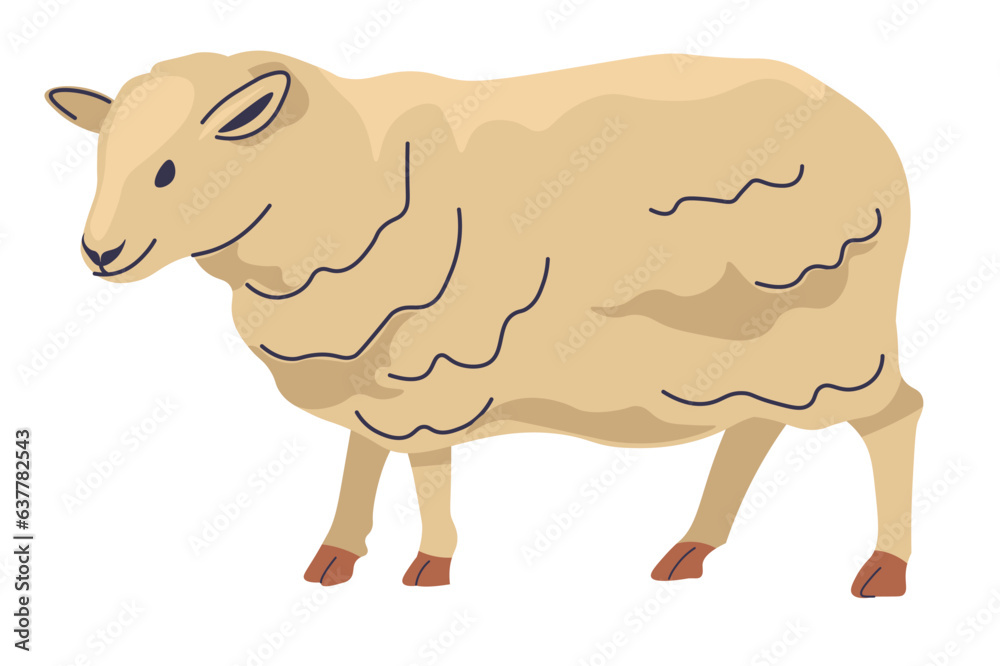 Obraz premium Sheep farm animal, production of wool and meat