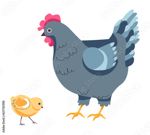 Hen and small chick, chicken breeding on farm