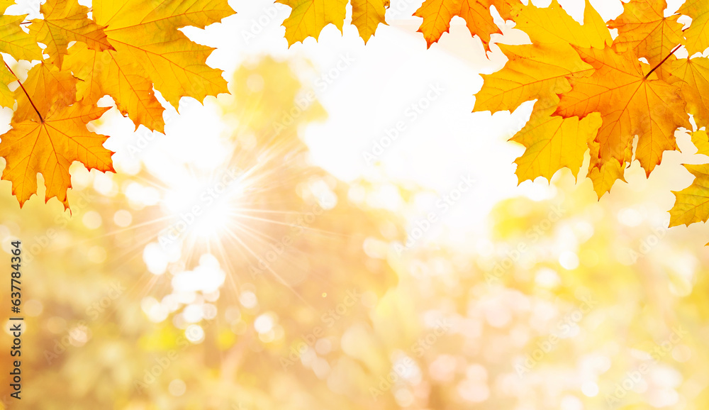 Autumn leaves on blurred trees and sunny sky background Autumn leaves on blurred trees and sunny sky background