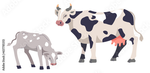 Livestock breeding, cattle cow and calf animals