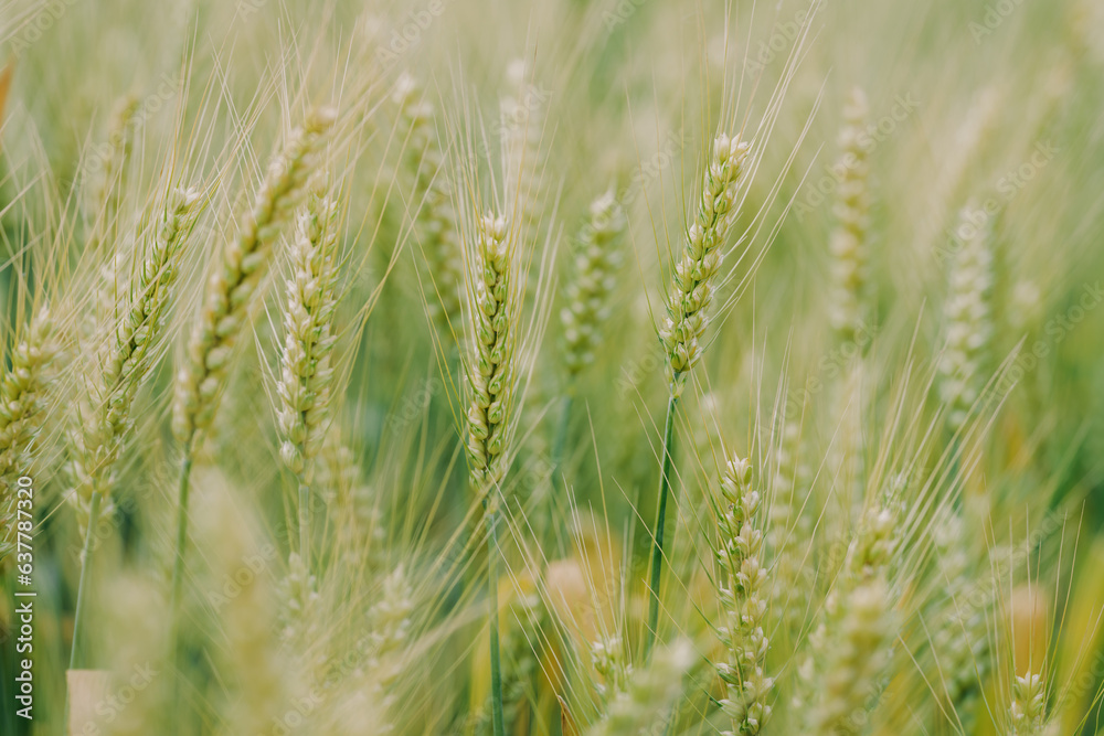 green wheat field in summer