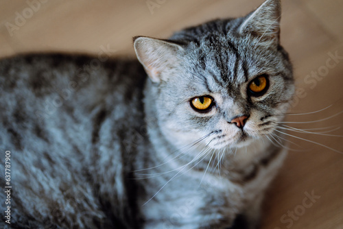 portrait of a cat