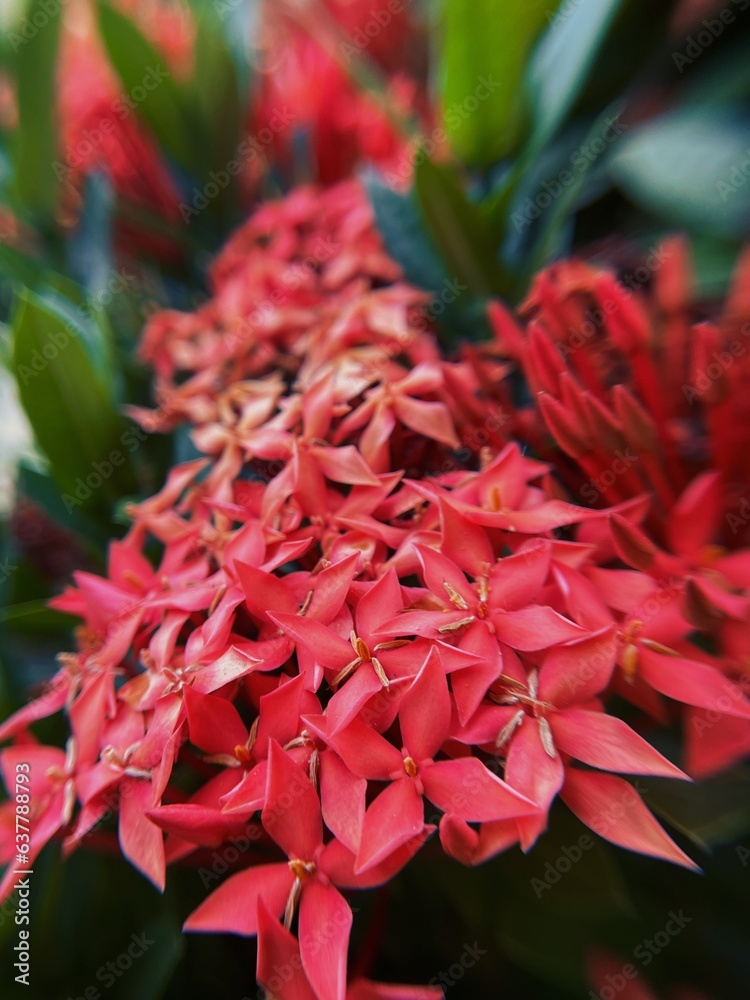 red and yellow flowers red and yellow flowers