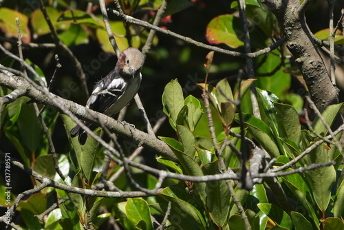 chestnut cheeked starling in a forest