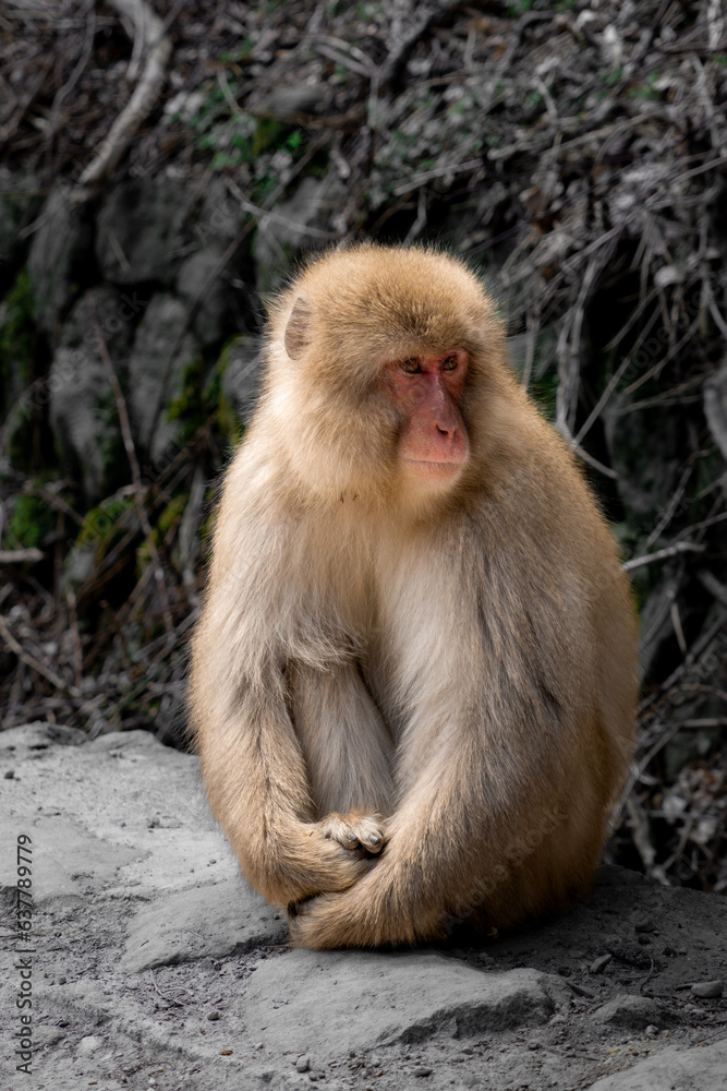 Japanese macaque