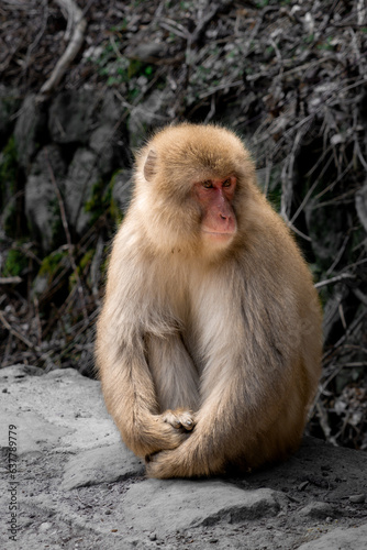 Japanese macaque © Eleonora