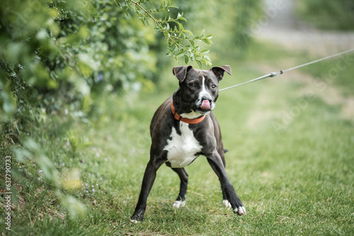 Picture of black rescued dog. This dog is rescued from a dog fight and he is ready for adoption. This dogs daily regular routine, walk and obedience training on the rainy day in the dog's shelter. 