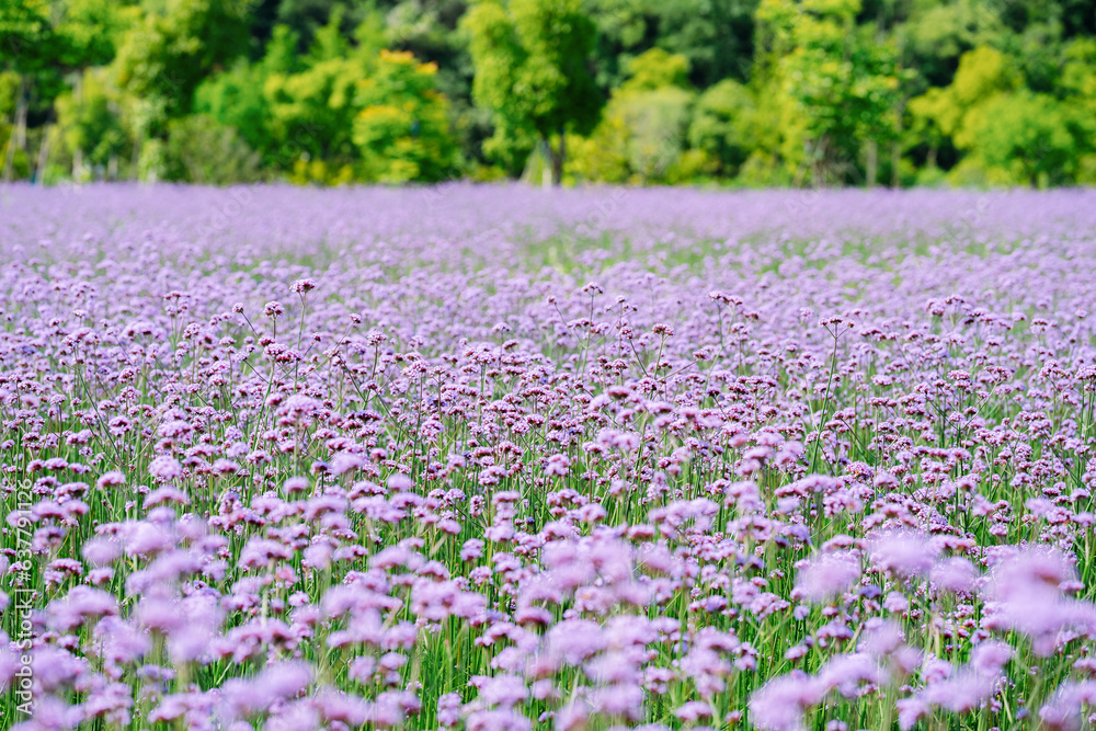 lavender field in spring lavender field in spring