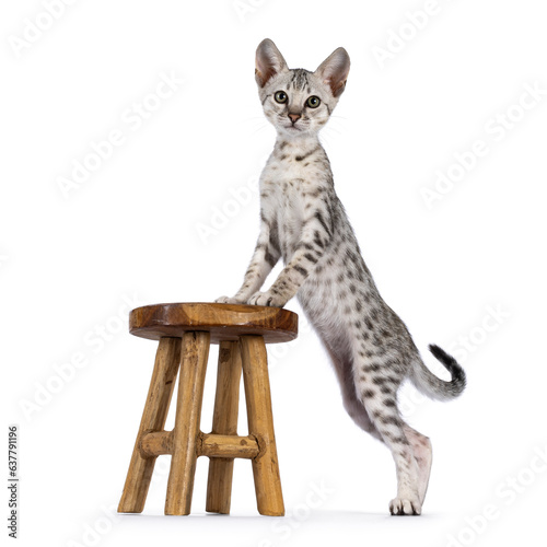 Cute F5 silver spotted Savannah cat kitten, standing side ways with front paws on little wooden stool. Looking towards camera. Isolated on a white background. photo