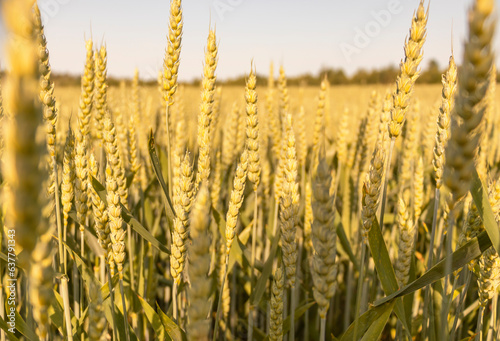 Grain field, ripe ears of golden color. Agricultural industry.