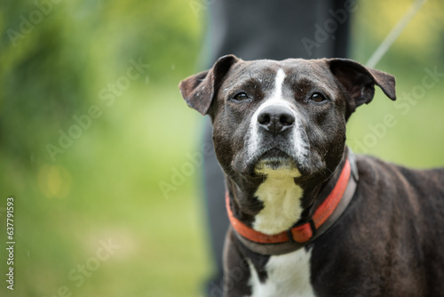 Картината върху платно Picture of black rescued dog
