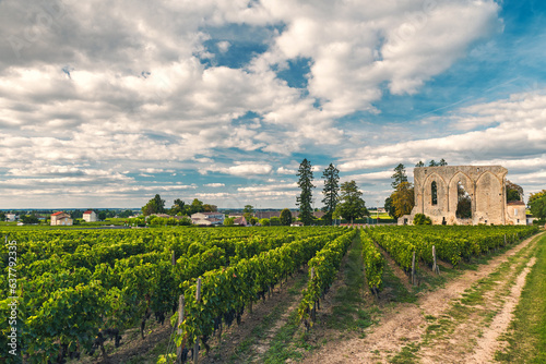 Vineyards of Saint Emilion  Bordeaux. Wineyards in France. Ruins of medieval church with rows of vine on a grape field. Wine industry