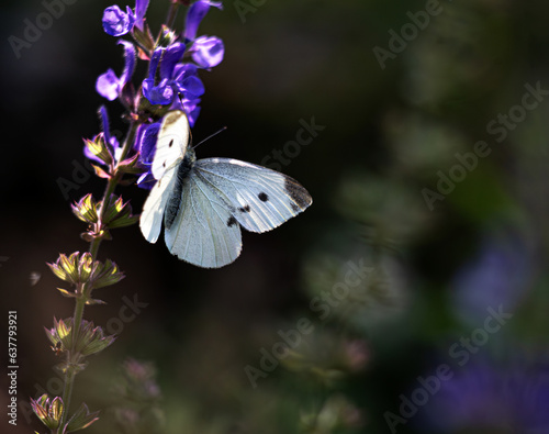 pieris rapae butterfly over sage flowers in natural background photo