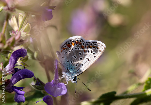 polyommatus butterfly over sage flowers photo