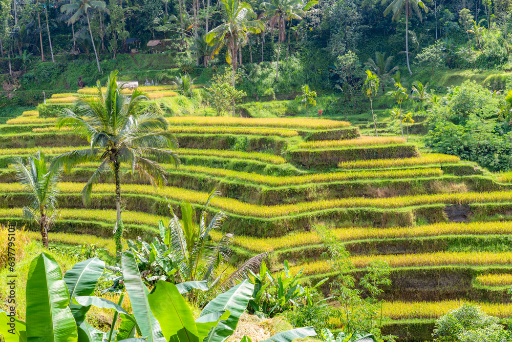 Tegallalang Rice Terrace in Bali, Indonesia.