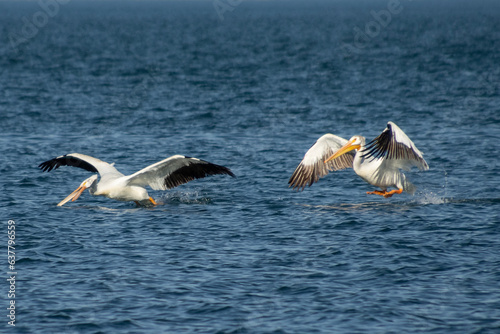 American white pelicans flying © Judit
