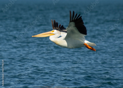 Flying American white pelican