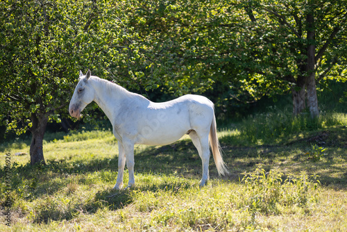 white horse in the bright sun