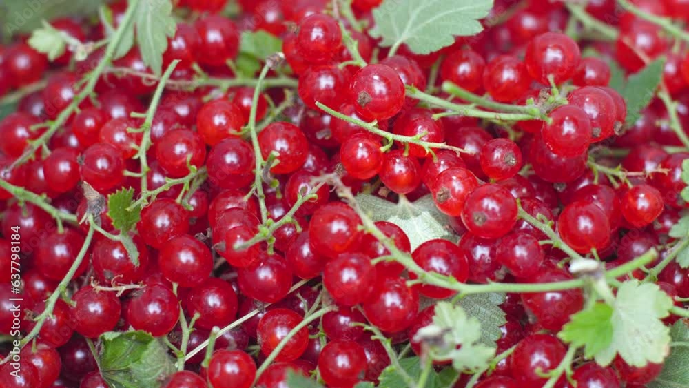 close-up of freshly picked red currant adaute berries. selective focus.gathering healthy red currant berries in summer .berries close-up close-up of freshly picked red currant adaute berries. selective focus.gathering healthy red currant berries in summer .berries close-up