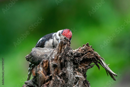 Obraz na płótnie Great woodpecker Dendrocopos major, male of this large bird sitting on tree stump, red feathers, green diffuse background, wild nature scene w salonie