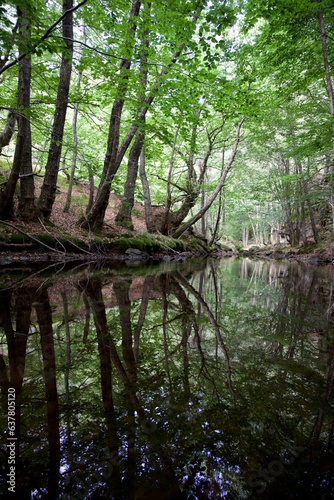 Forêt humide reflet eau rivière arbre nature - détente zen  © mathisprod