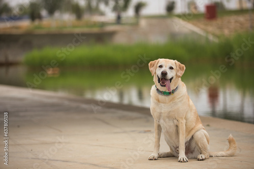 Beautiful golden retriever dog sitting with tongue out in calm and happy attitude, in a park next to a lake. Concept, dogs, breed, animals, pets.