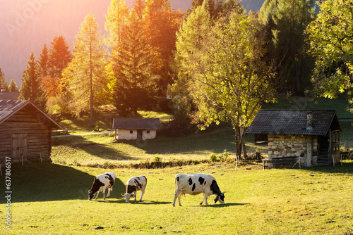 Cows in italian Dolomite Alps at summer time. Piereni in Val Canali, Paneveggio natural park, Trentino, Dolomites, Italy. Landscape photography photo