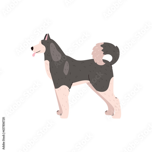 Canadian Eskimo dog clipart, gray and white fluffy Husky dog, best friend of northern polar people vector illustration