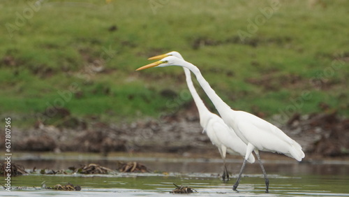 Tiruchirapalli,Tamilnadu, india- 12 august 2023 two White Crane Bird on the lake waiting for fish