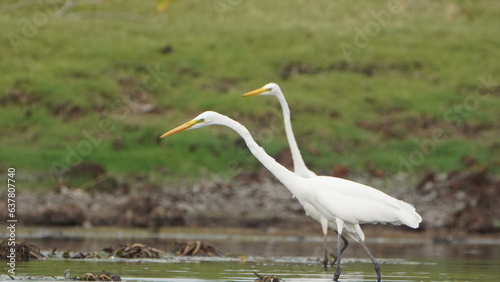 Tiruchirapalli,Tamilnadu, india- 12 august 2023   two Beautiful White Crane Bird's on the lake waiting for fish 