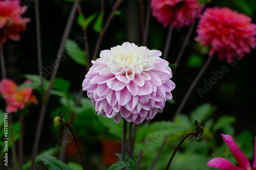 One bright purple Dahlia flower in flower bed