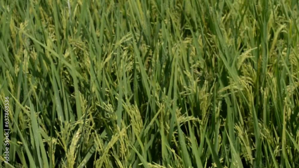 green paddy in the field
