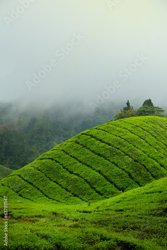 tea plantation at cameron highland,in Malaysia