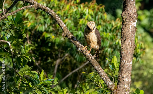 The laughing hawk is a medium-sized bird of prey in the Herpetotherinae subfamily of the Falconidae family, which consists of hawks and blackbirds. photo