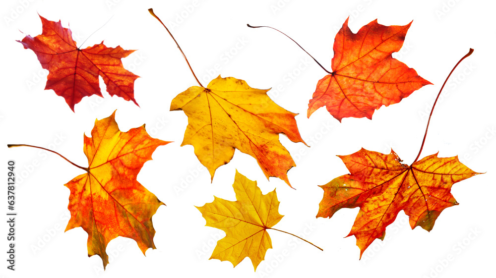 Isolated view on the white background of the leaves in autumnal colours. Isolated view on the white background of the leaves in autumnal colours.