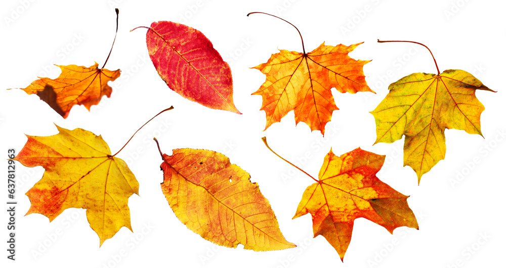 Isolated view on the white background of the leaves in autumnal colours. Isolated view on the white background of the leaves in autumnal colours.