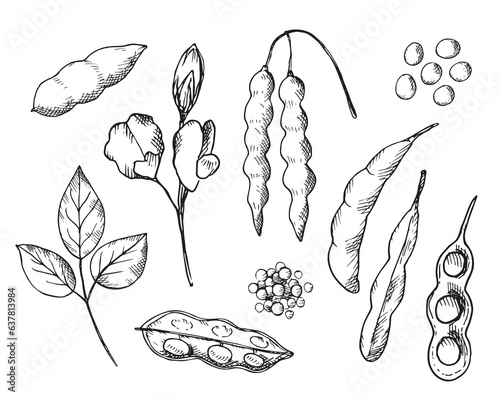 Soybean drawn plant set on an isolated white background. Vector illustration of bean,stems soya plant and flower soy. Healthy food,natural protein, seed harvest. For print, label, template, background