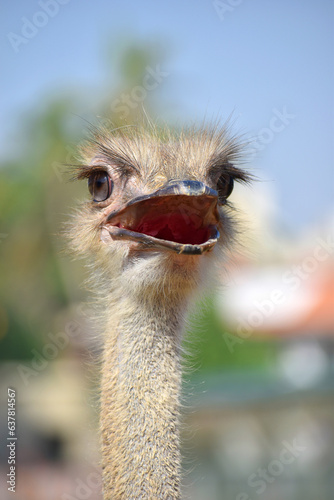 Close up of Beautiful Ostrich face. Ostrich bird closeup © A Nature's clicks 