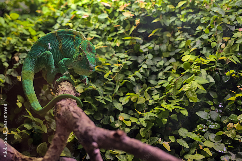 An adult Parson\'s chameleon climbs through tree branches. Madagascar wildlife animal. Blurred background of green leaves. - obrazy, fototapety, plakaty 