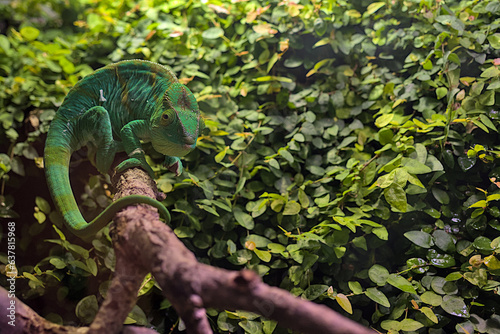 An adult Parson\'s chameleon climbs through tree branches. Madagascar wildlife animal. Blurred background of green leaves.