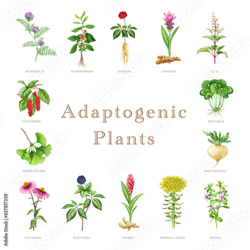 Adaptogenic plants and herbs set. Watercolor botanical illustration. Hand drawn medicinal various plants. Ginseng, ginkgo biloba, bacopa, maca, eleuthero herb elements. White background