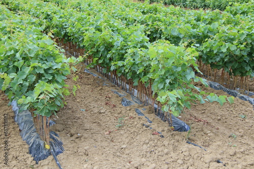 Jeunes plants de vigne