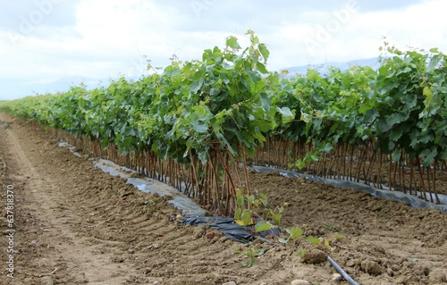 Jeunes plants de vigne