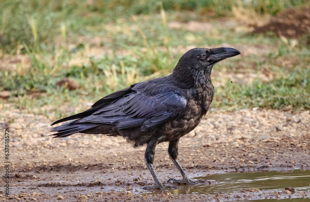 Cuervo en vista de perfil (Corvus corax) Cuervo en vista de perfil (Corvus corax)