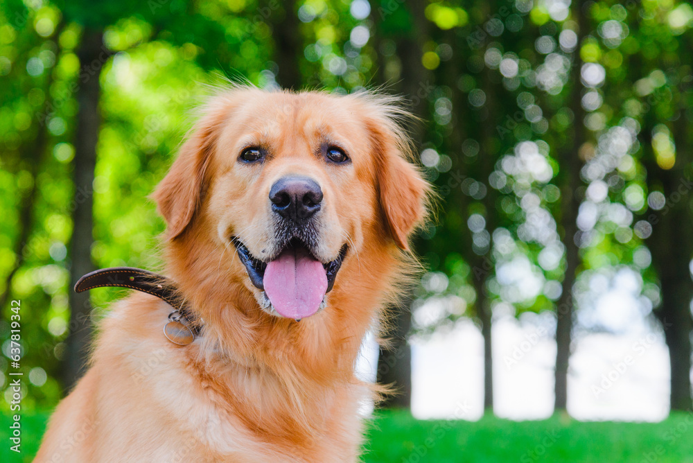 Portrait of Golden labrador dog sitting on the grass against the background of a green forest.Summer day.Closeup.