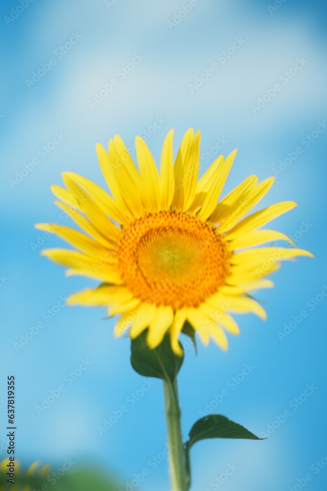 青空とひまわり畑