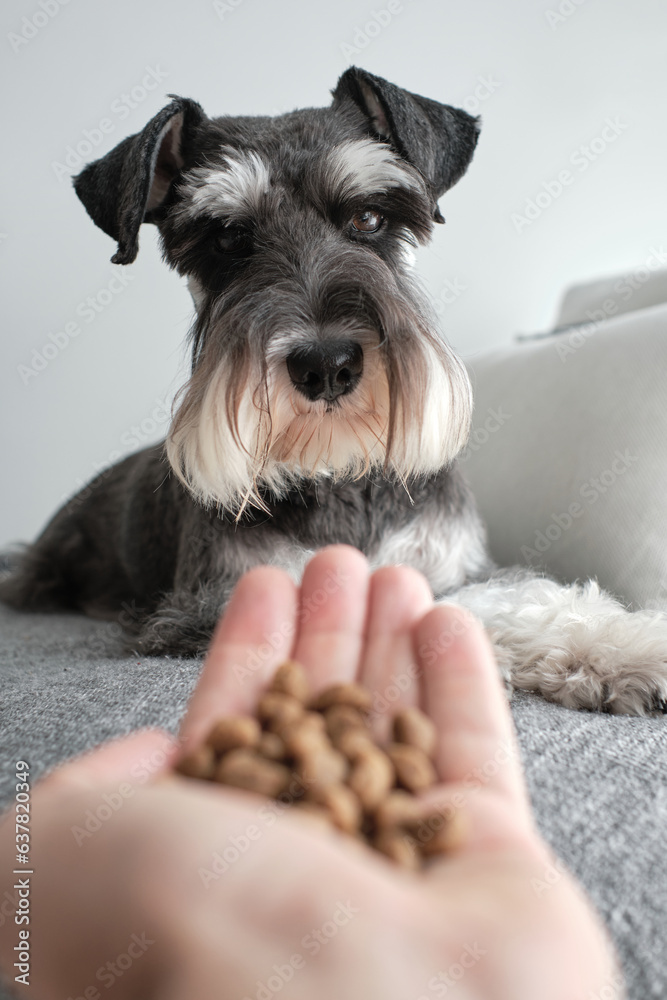Small dog lying on sofa with owner giving food