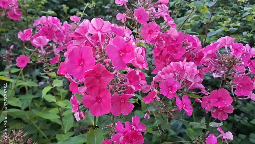 Pink phox flowers in summer garden. Decorative plants. Pink phox flowers in summer garden. Decorative plants.